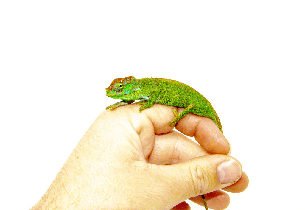 Dwarf Fischer's Chameleon